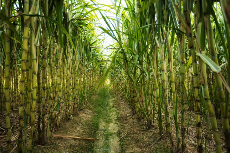 Tebu